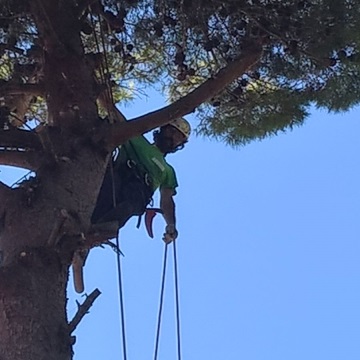 Lavori di abbattimento