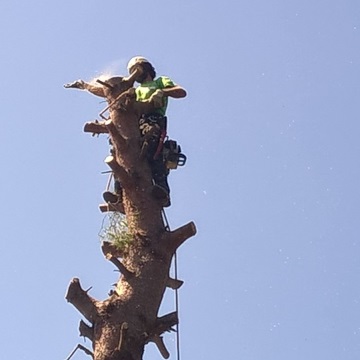 Lavori di abbattimento