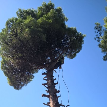 Lavori di abbattimento