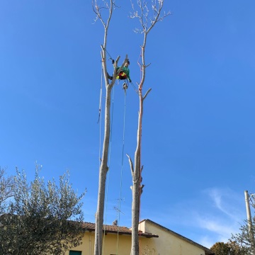 Lavori di abbattimento