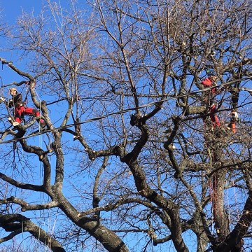Lavori di potatura tree climbing