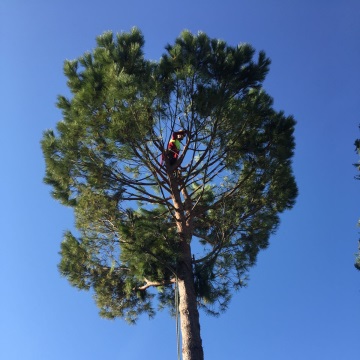 Lavori di potatura tree climbing