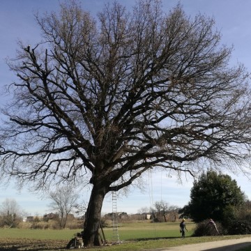 Lavori di potatura tree climbing