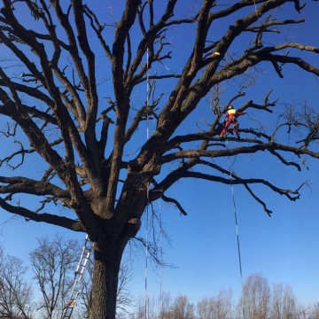 Lavori di potatura tree climbing