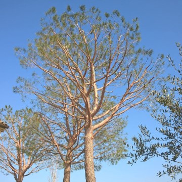 Lavori di potatura tree climbing