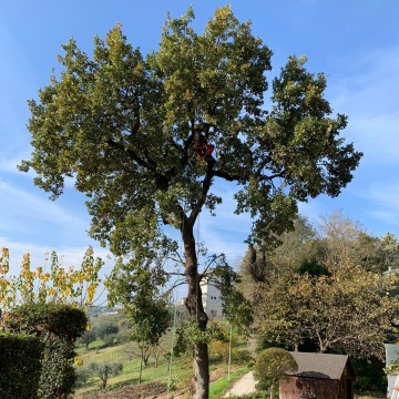Lavori di potatura tree climbing