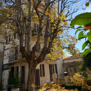 Lavori di potatura tree climbing