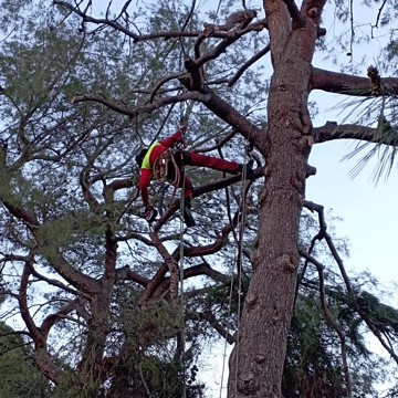 Lavori di potatura tree climbing